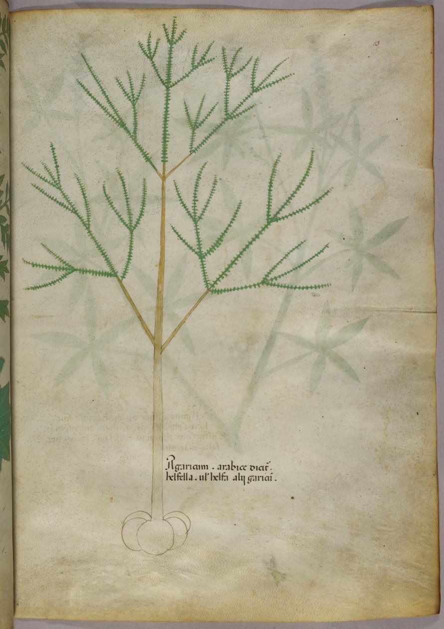 Botanische Illustration einer Pflanze, ca. 1440 von Italian School