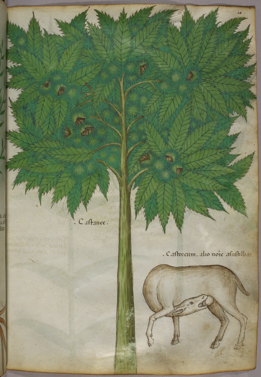 Botanische Illustration eines Baumes und eines Tieres, um 1440 von Italian School