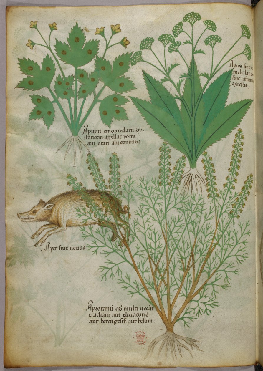Botanische Illustration von Pflanzen und einem Wildschwein, um 1440 von Italian School