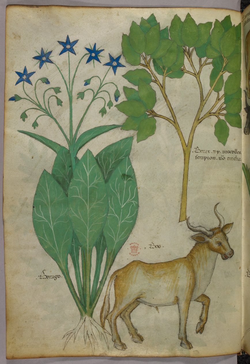 Botanische Illustration von Pflanzen und einem Stier, um 1440 von Italian School