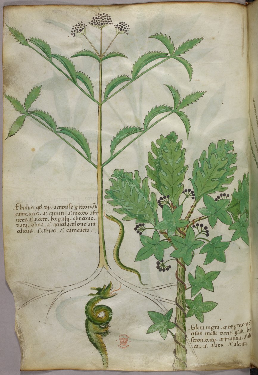Botanische Illustration von Pflanzen und einer Schlange, um 1440 von Italian School