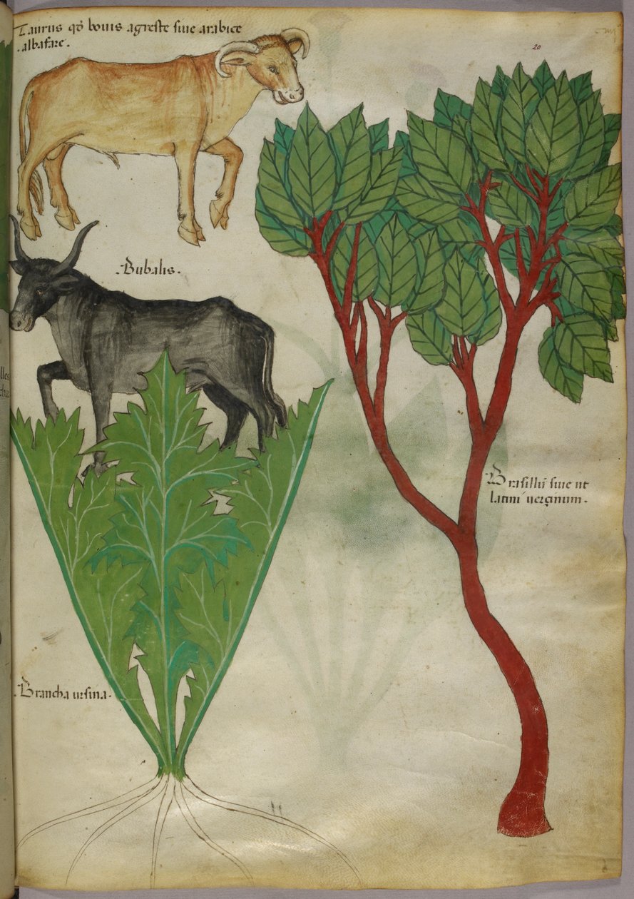Botanische Illustration von Pflanzen und Stieren, um 1440 von Italian School