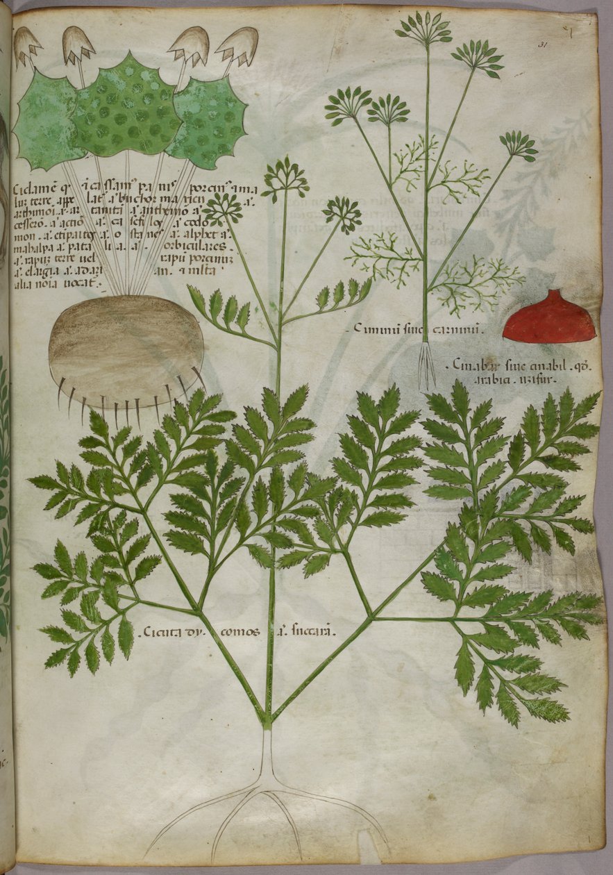 Botanische Illustration von Pflanzen, um 1440 von Italian School