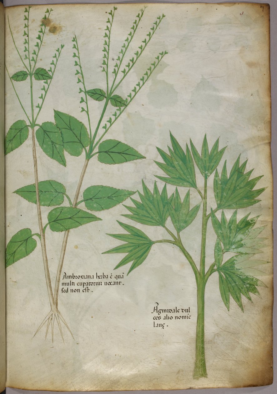 Botanische Illustration von Pflanzen, um 1440 von Italian School
