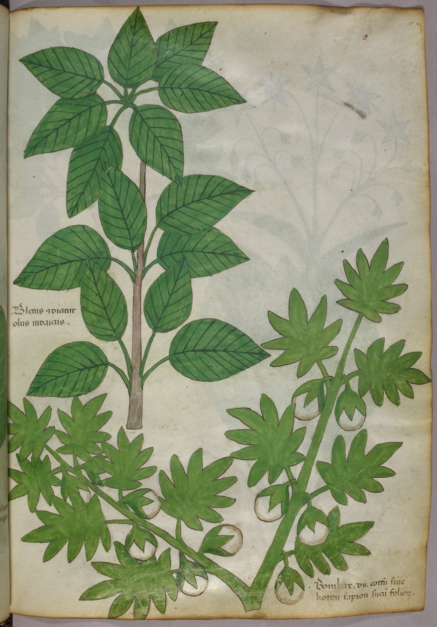 Botanische Illustration von Pflanzen, um 1440 von Italian School