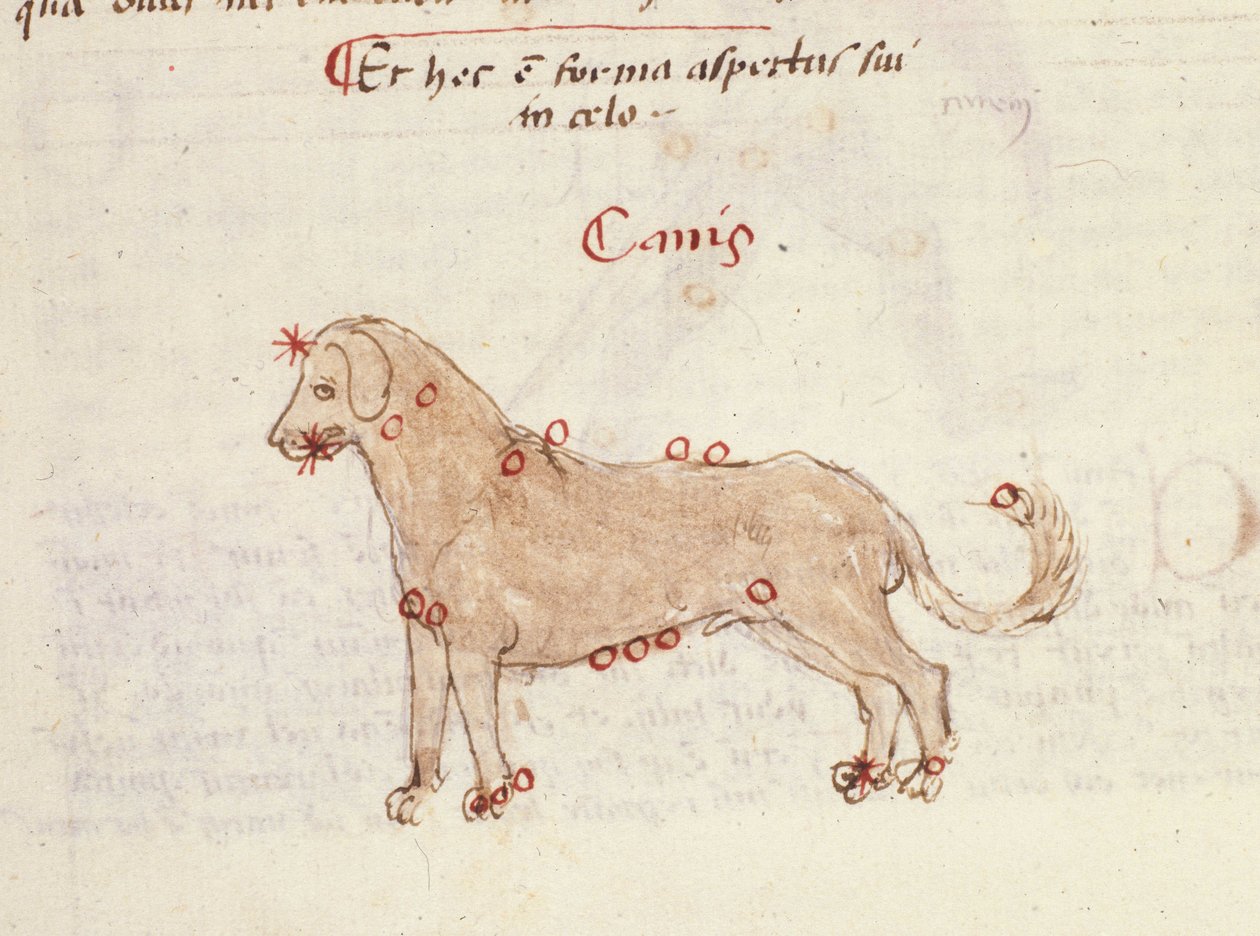 Konstellation des Hundes (Canis). Miniatur aus „Astronomica“ von Biasino da Parma (Blaise de Parma) (1425-1457) von Italian School