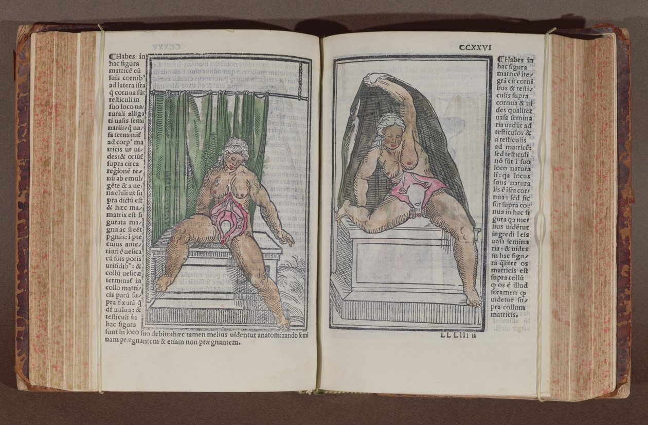Weibliche Anatomie, aus Commentaria cum amplissimis additionibus super anatomiam mundini, von Jacopo Berengario da Carpi (ca. 1460-ca. 1530) veröffentlicht in Bologna, 1521 (Farbholzschnitt) von Italian School