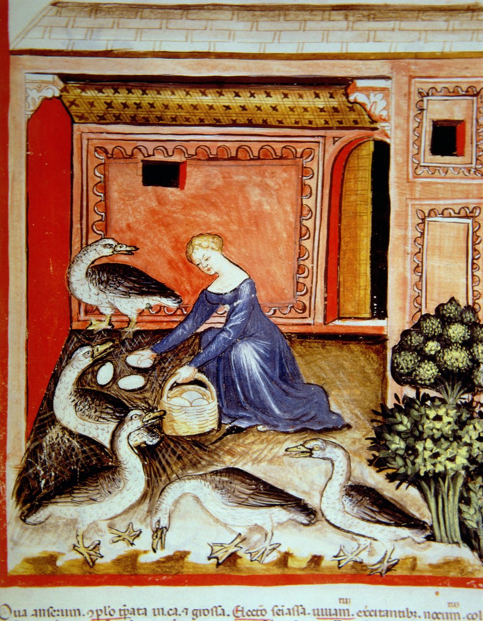 Gänsezucht, Illustration aus Tacuinum Sanitatis Codex Vindobonensis von Italian School