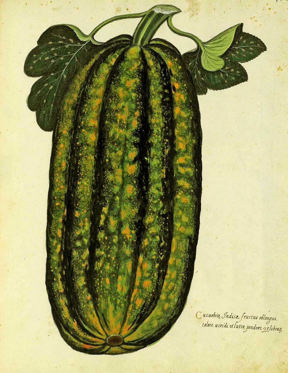 Grüner länglicher Kürbis von Ulisse Aldrovandi (1522 – 1605) Platte veröffentlicht in Piante Fiori Frutti von Italian School
