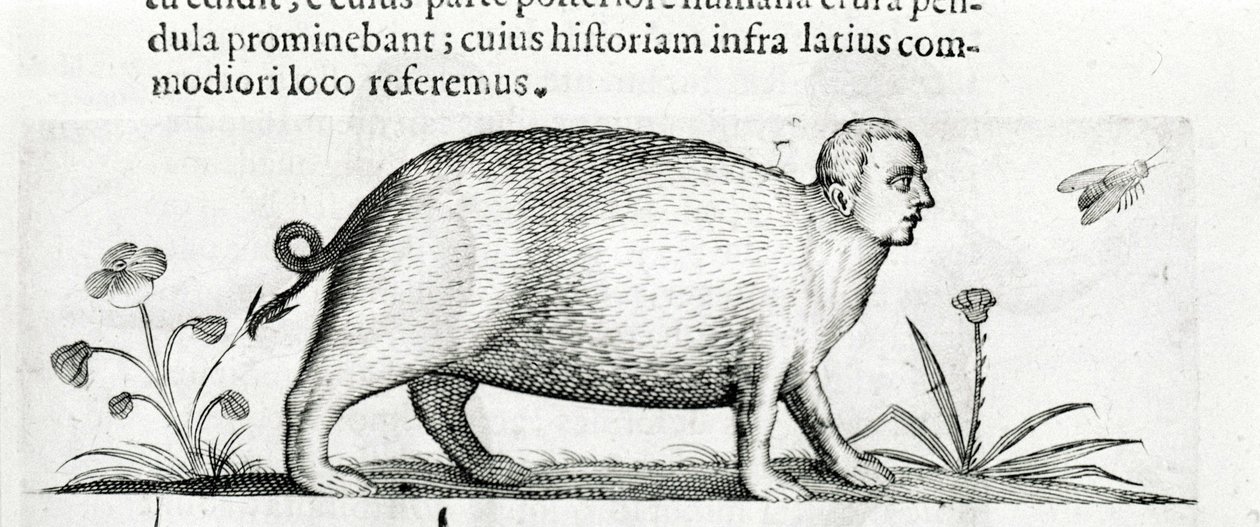 Die Manticore - in „De monstrorum natura causis libri duo“ von Fortunio Liceti. von Italian School