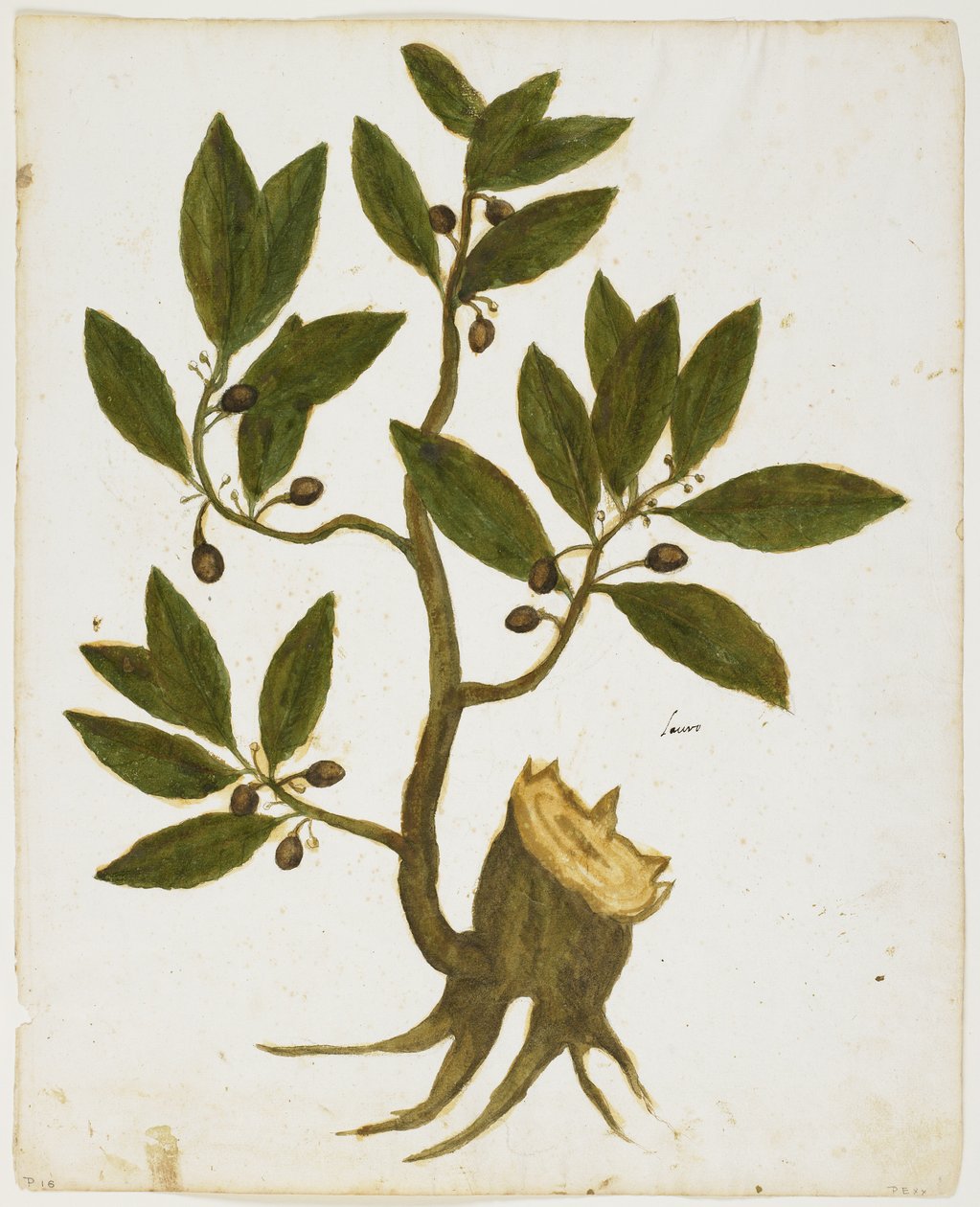 Lorbeerbaum (Laurus nobilis) von Italian School