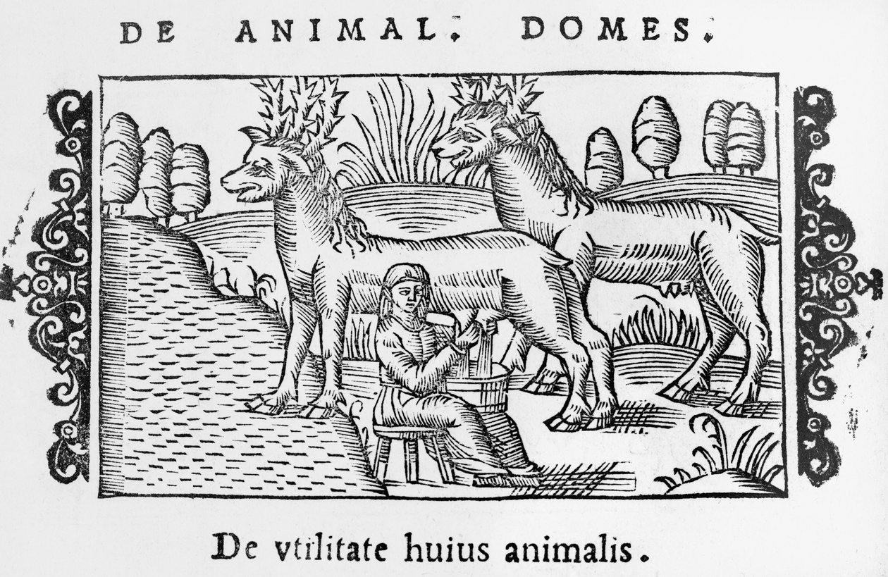 Rentiere melken, Illustration aus Historia de Gentibus Septentrionalibus von Olaus Magnus (1490-1558), veröffentlicht in Rom, 1555 von Italian School