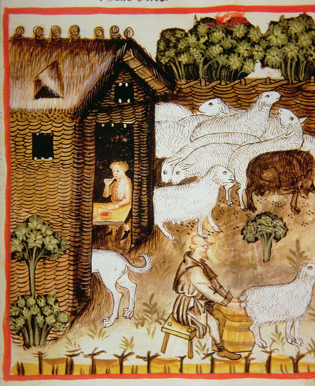Nova 2644 fol.59r Schafzucht: Süße Milch, aus Tacuinum Sanitatis von Italian School