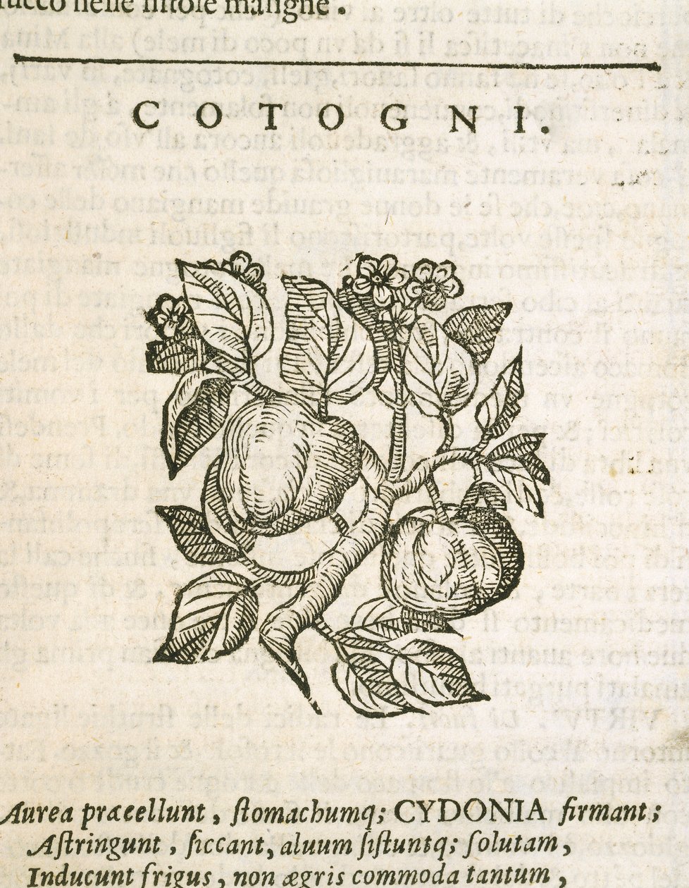 Quitte (Cydonia oblonga), Gravur von Castore Durante von Italian School