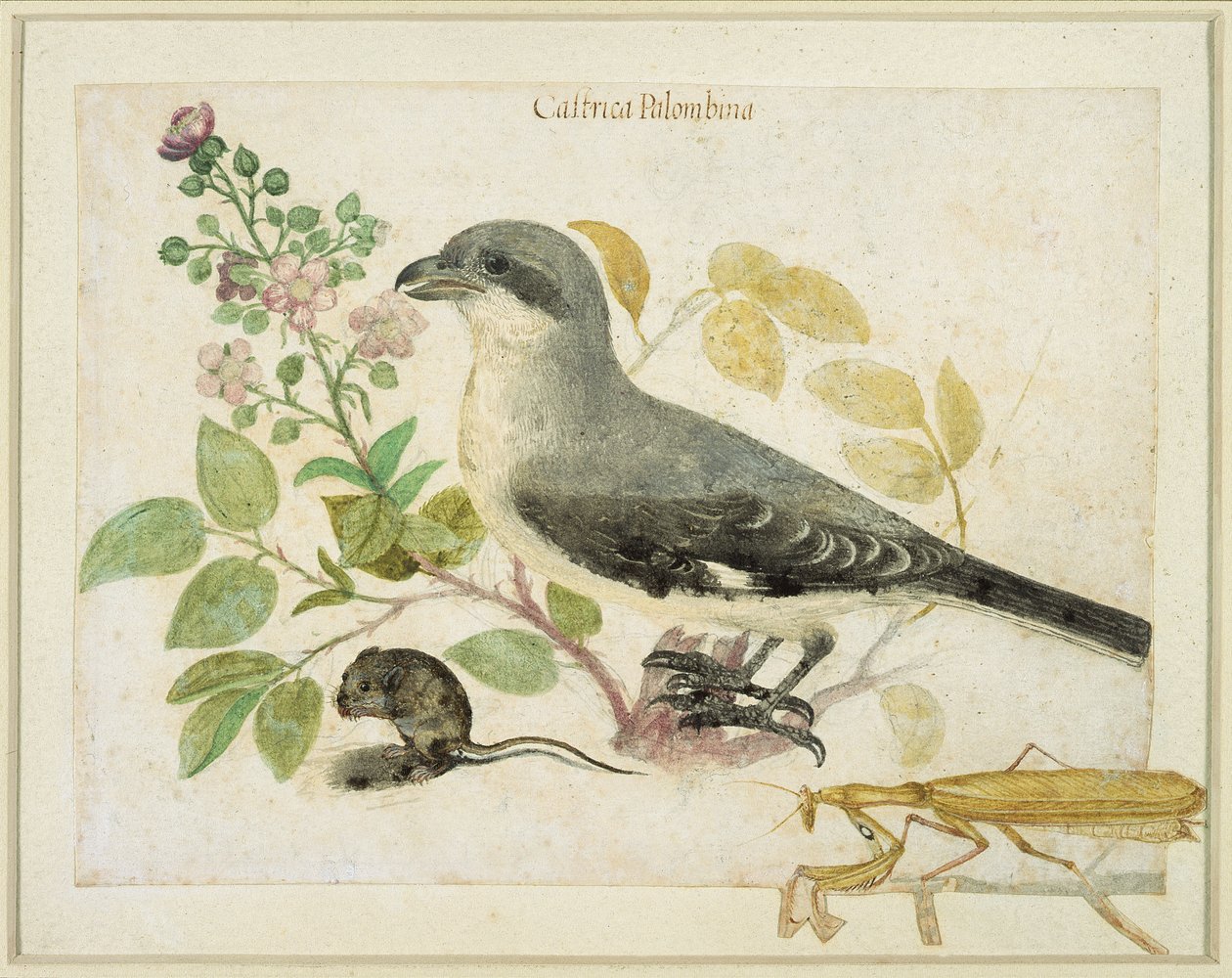 Würger und eine Gottesanbeterin (für das Cassiano dal Pozzo Papiermuseum) von Italian School
