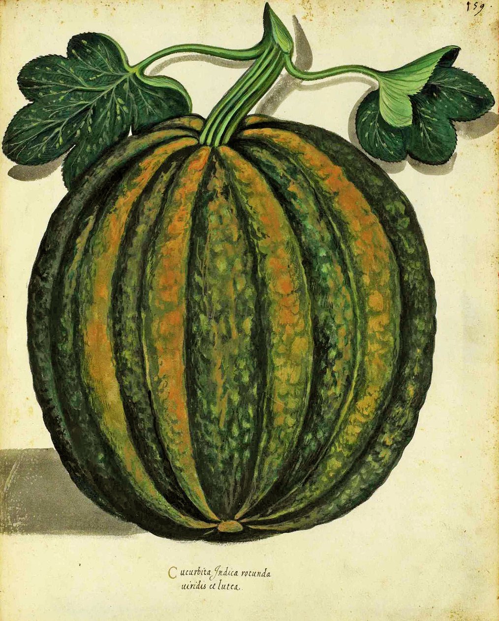 Kürbis von Ulisse Aldrovandi (1522 – 1605) Platte veröffentlicht in Piante Fiori Frutti von Italian School