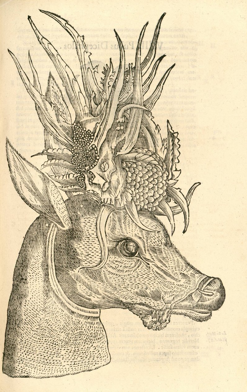 Illustration von Capreolus Polyceros aus Aldrovandis Geschichte der Monster, 1642 von Italian School