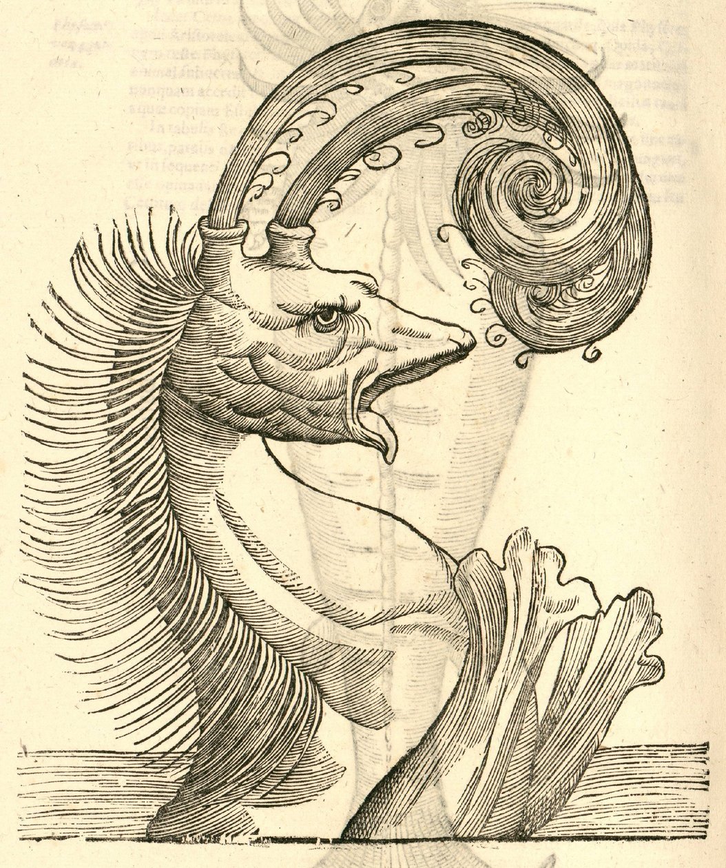 Illustration von Pseudophyseter aus Aldrovandis Geschichte der Monster, 1642 von Italian School