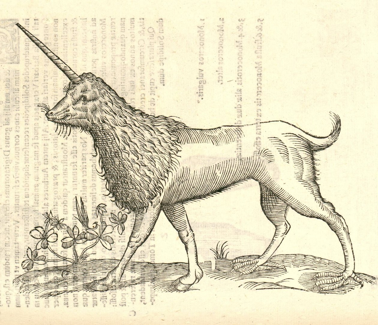 Illustration eines Camphurch aus Aldrovandis Geschichte der Monster, 1642 von Italian School