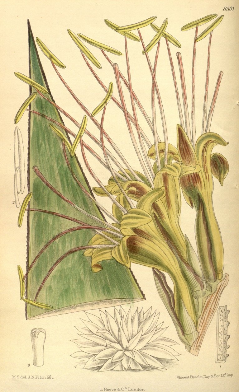 Agave warelliana, Asparagaceae, Agavoideae von J.N. Fitch