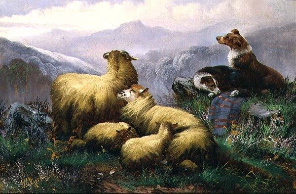 Schäferhunde und Schafe in den schottischen Highlands von J.W. Morris