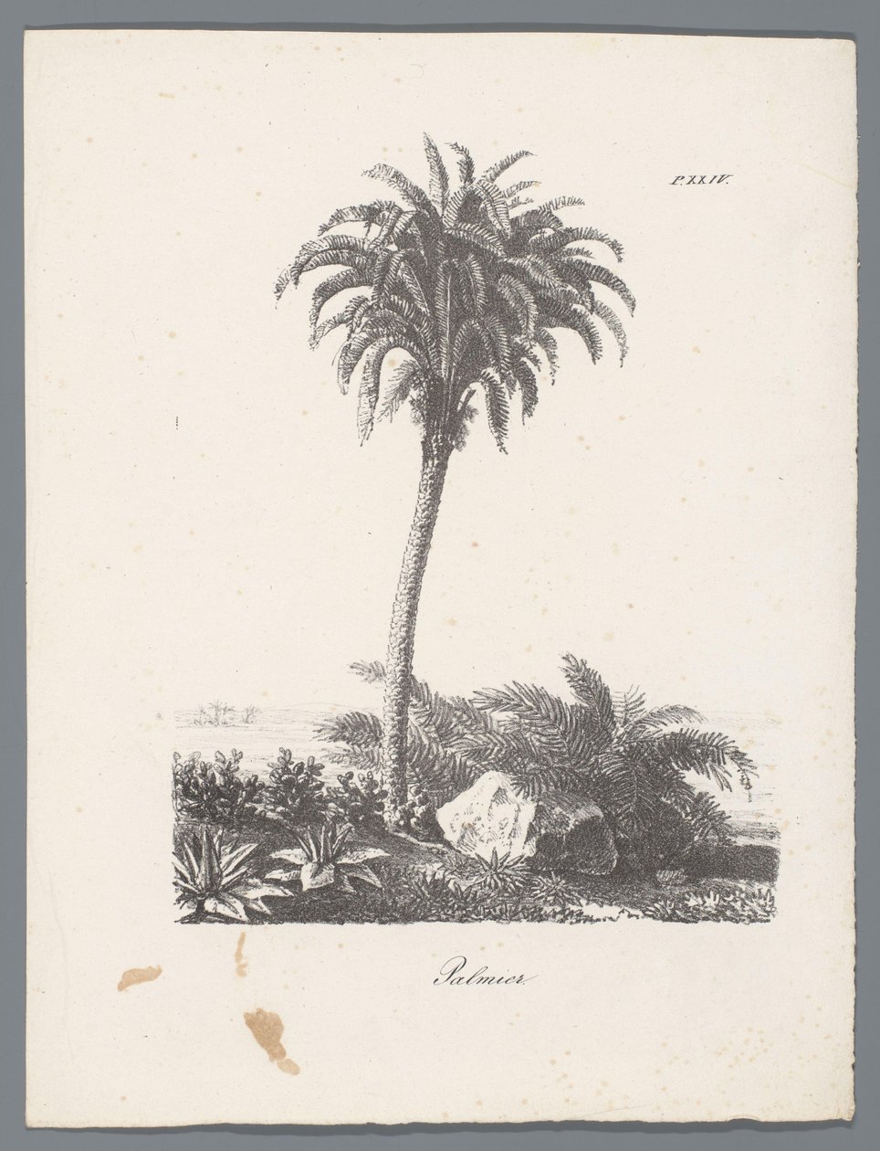 Palme von J. Bernard