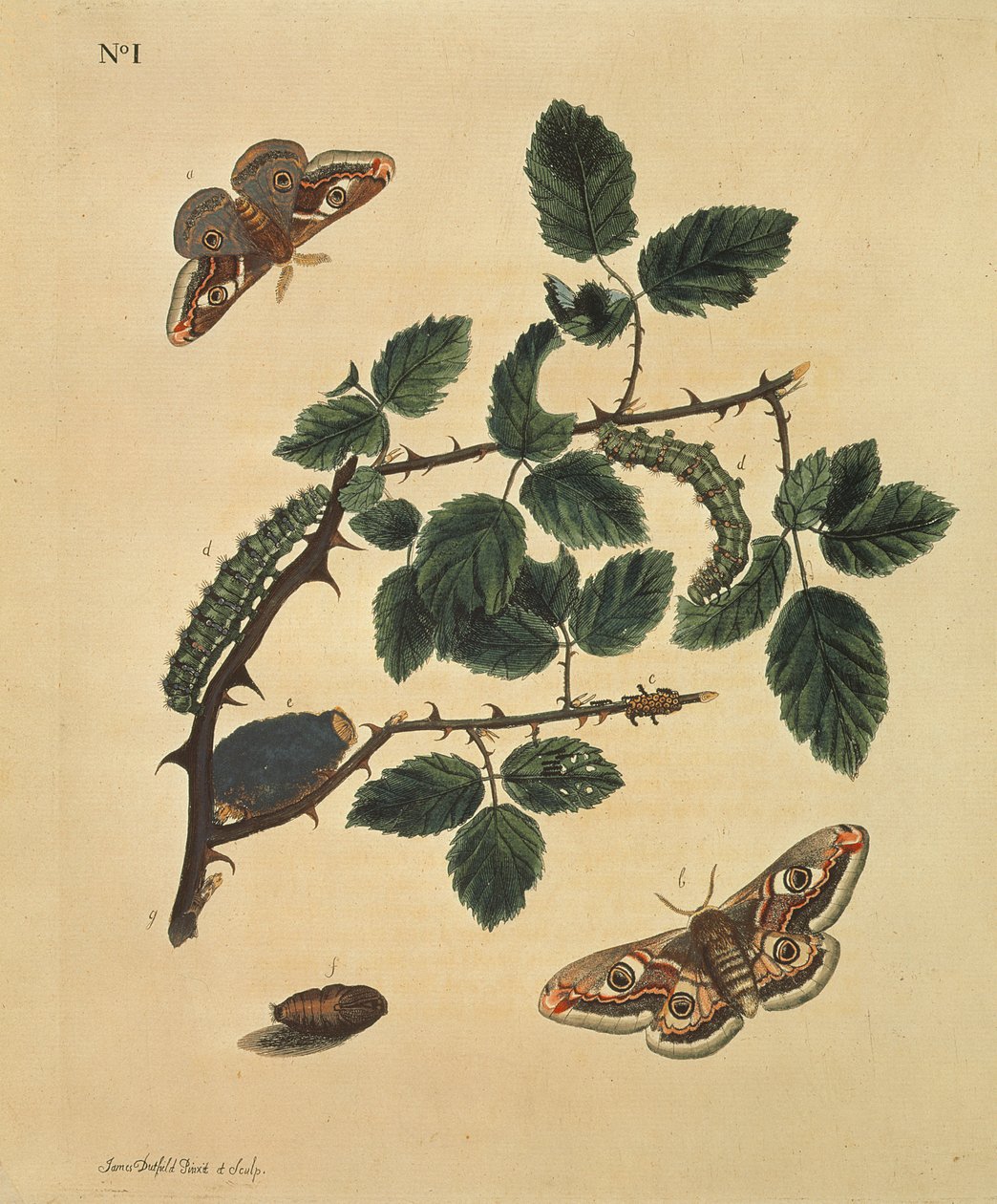 Schmetterlinge, Raupen und Pflanzen: Tafel 1 von J. Dutfield von J. Dutfield