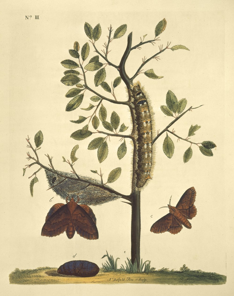 Schmetterlinge, Raupen und Pflanzen: Tafel Nr. 111 von J. Dutfield von J. Dutfield