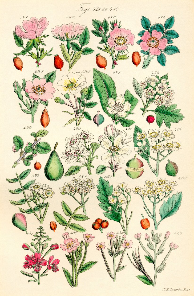 Seite mit Farbabbildungen aus British Wild Flowers nach einem Werk von J. E. Sowerby und C. P. Johnson von J. E. and Johnson C. P.  Sowerby