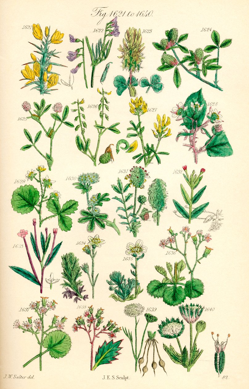Seite mit Farbabbildungen aus British Wild Flowers nach einem Werk von J. E. Sowerby und C. P. Johnson von J. E. and Johnson C. P.  Sowerby