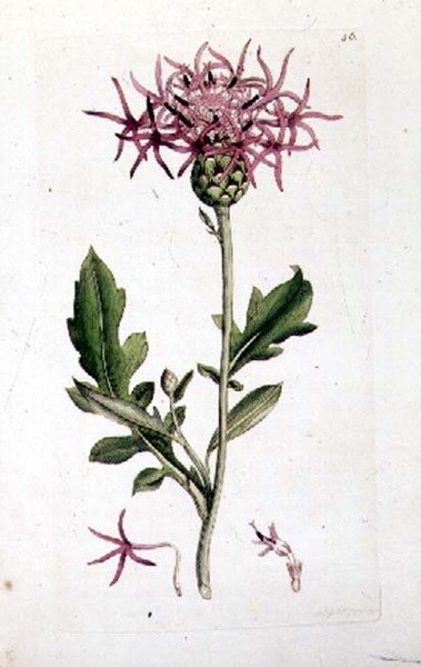 Große Flockenblume, aus einem Band von 