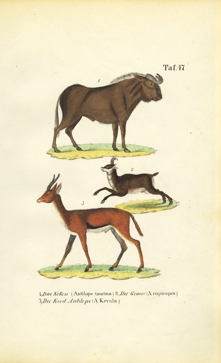 Afrikanische Tierwelt von J. W. Tenhaeff