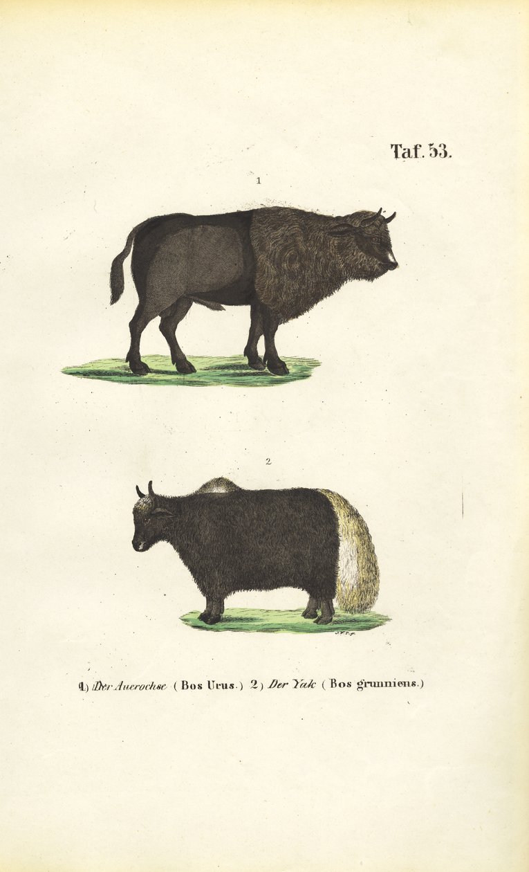 Auerochse und Yak von J. W. Tenhaeff