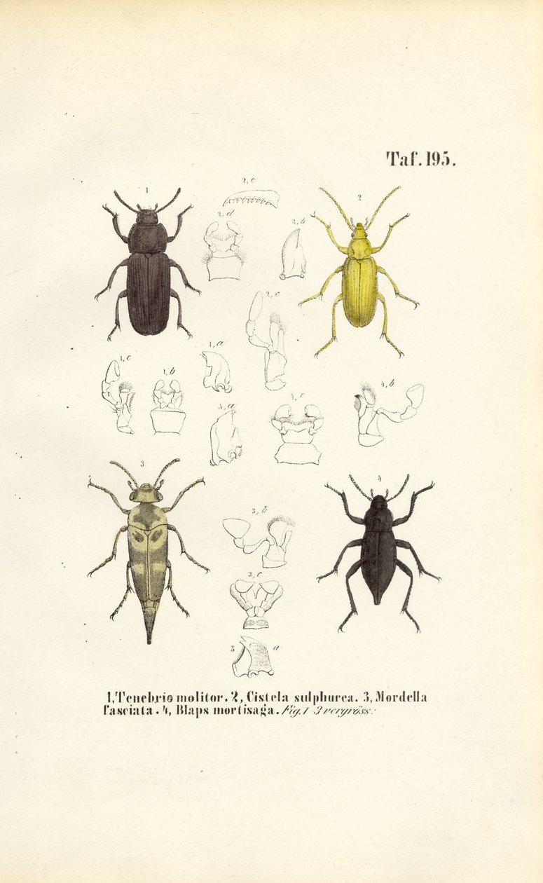 Käfer der Schwarzkäferfamilie von J. W. Tenhaeff