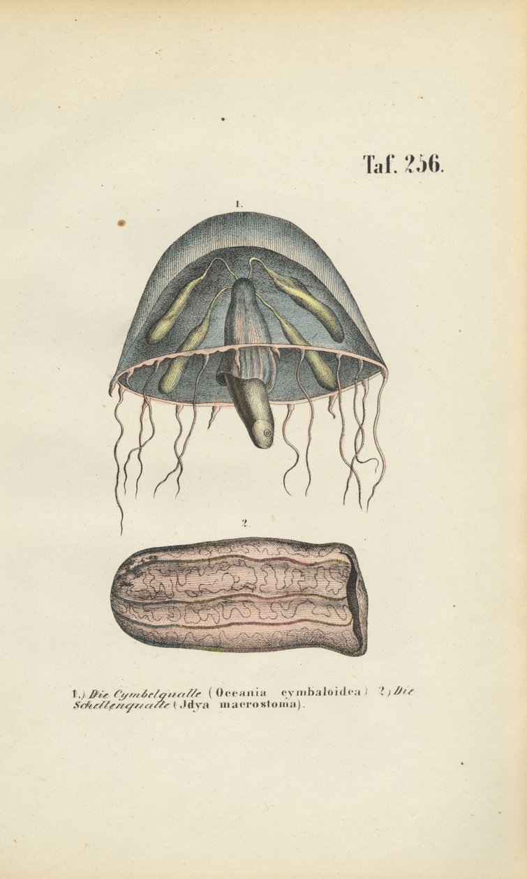 Ohrenqualle und Fassqualle von J. W. Tenhaeff