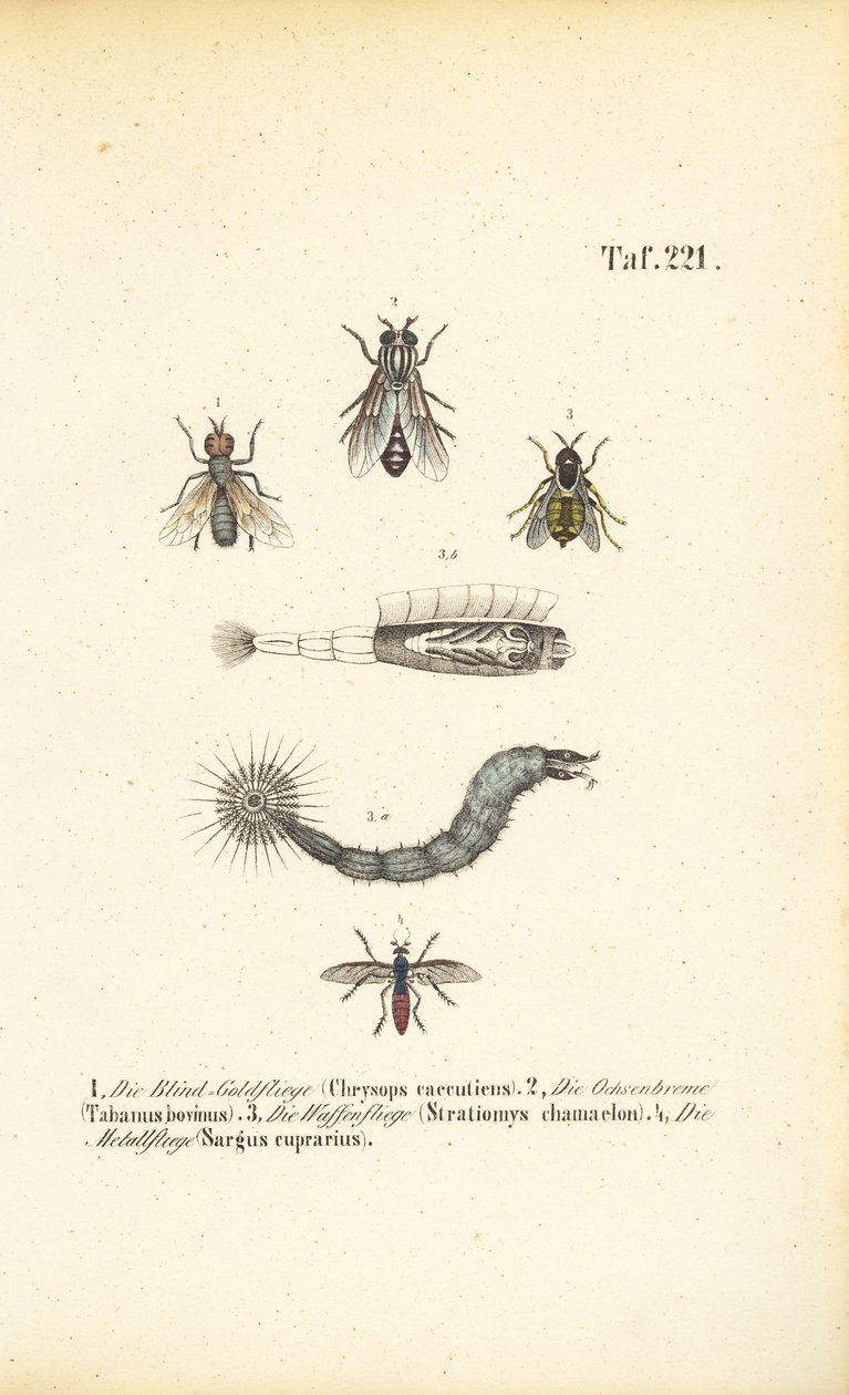 Stechende und blutsaugende Fliegen von J. W. Tenhaeff