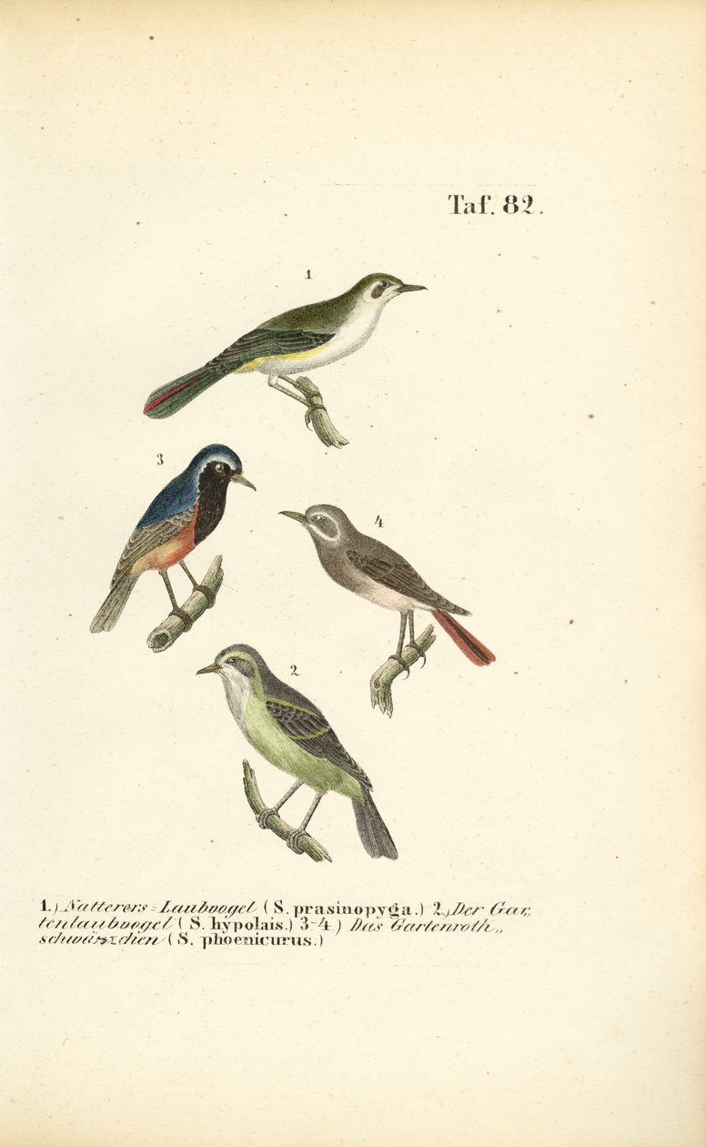 Berglaubsänger und Gartenrotschwanz von J. W. Tenhaeff