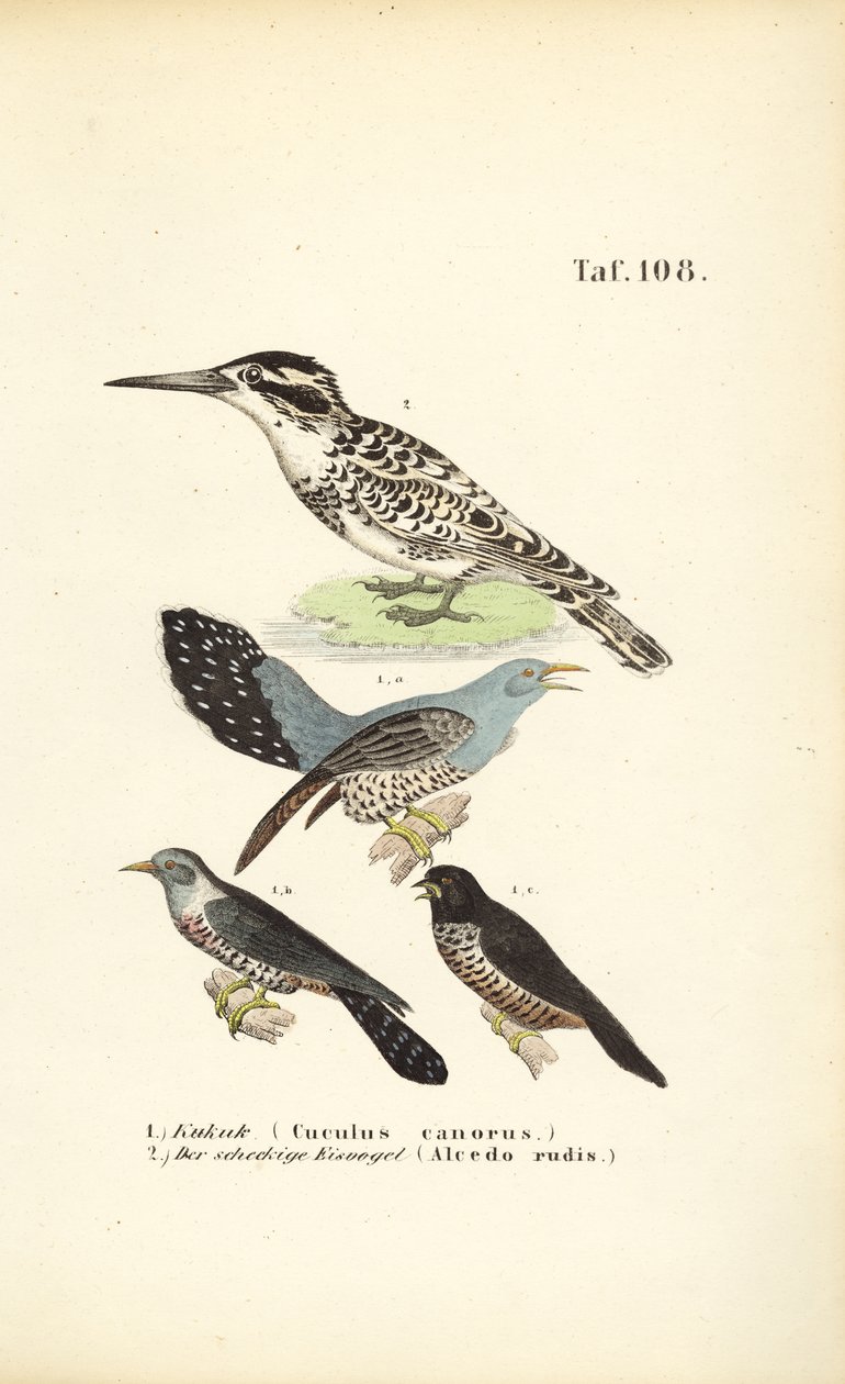 Kuckuck und Eisvogel von J. W. Tenhaeff