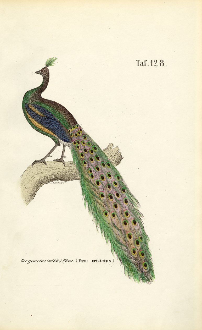 Blauer Pfau von J. W. Tenhaeff