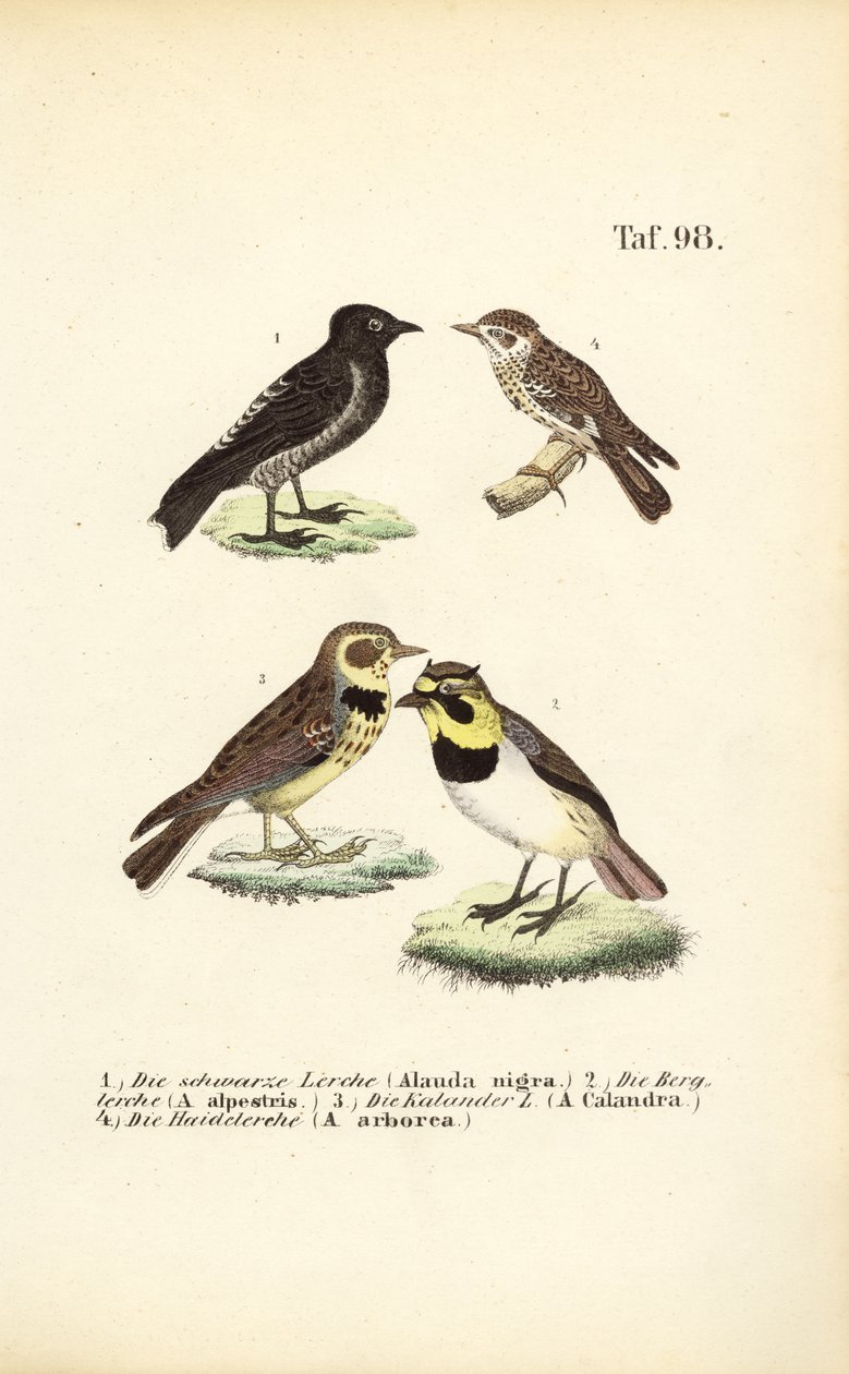 Verschiedene Arten von Lerchen von J. W. Tenhaeff