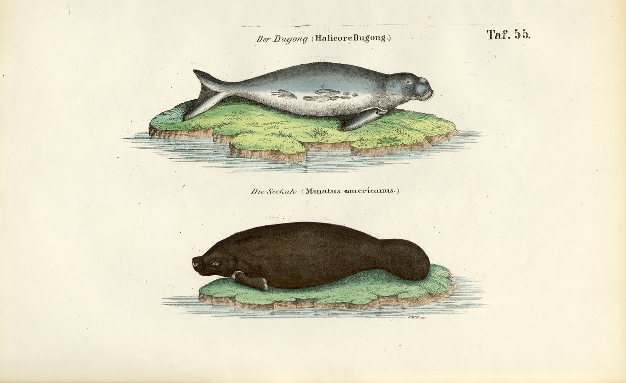 Dugong und Seekuh von J. W. Tenhaeff
