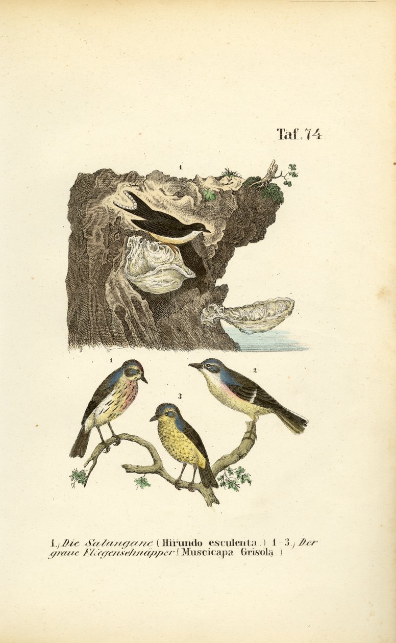 Essbare Salanganen und Grauschnäpper von J. W. Tenhaeff