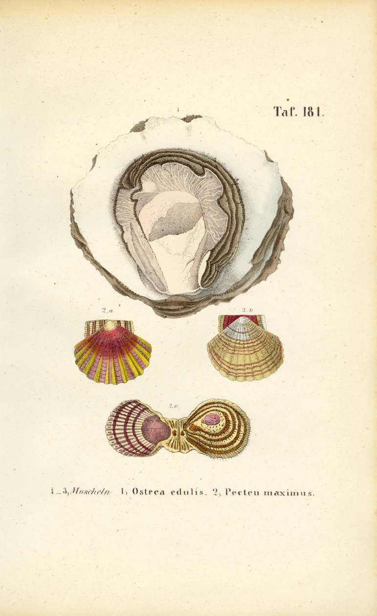 Essbare Austern und Jakobsmuscheln von J. W. Tenhaeff