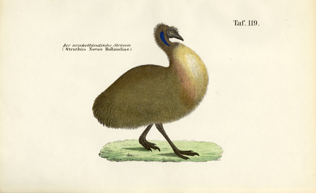 Emu von J. W. Tenhaeff