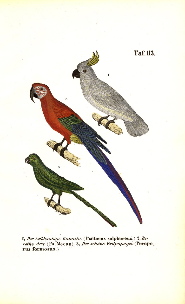 Exotische Papageienarten von J. W. Tenhaeff