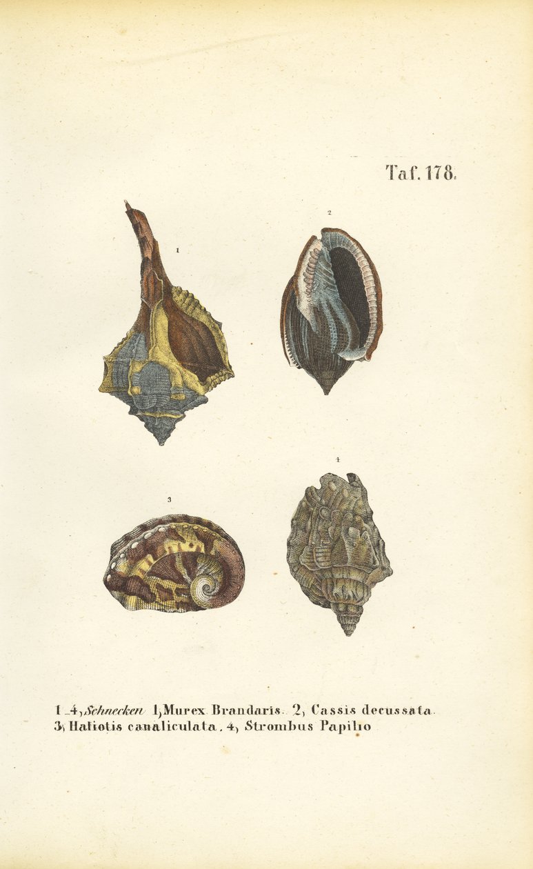 Exotische Meeresschnecken von J. W. Tenhaeff
