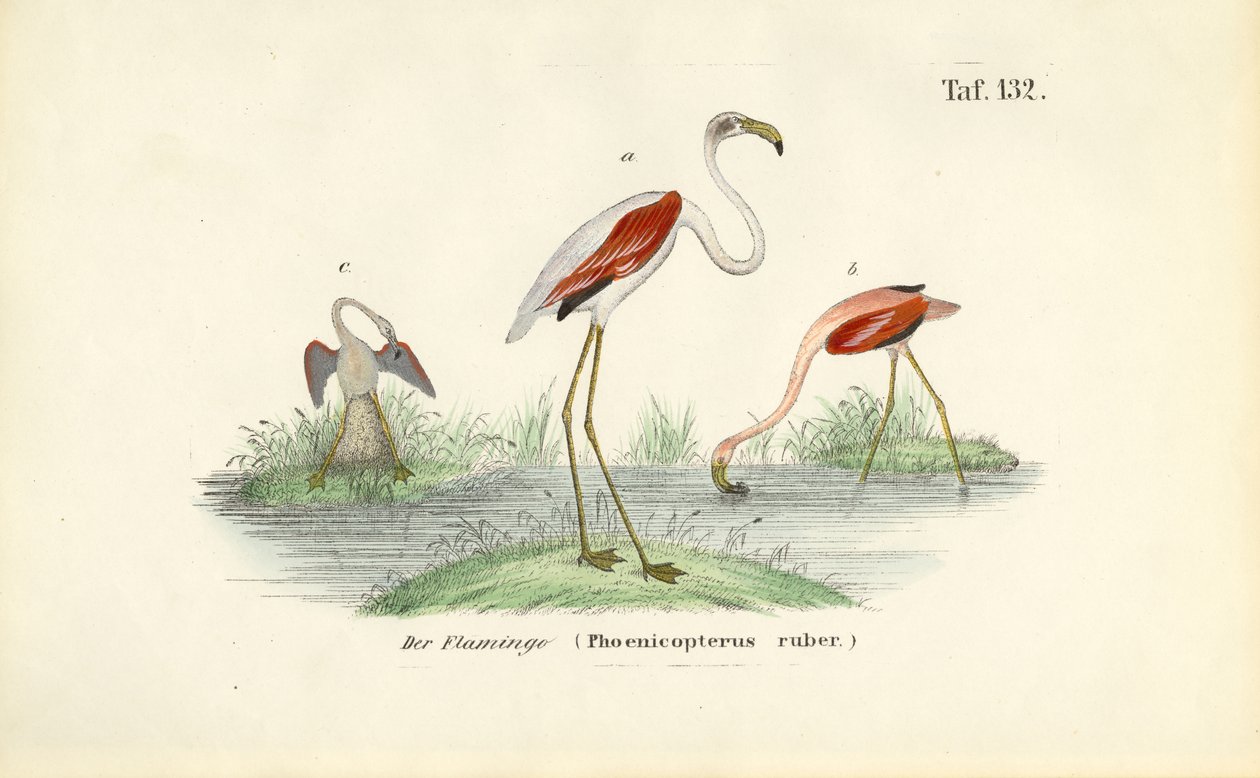 Flamingos im Feuchtgebiet von J. W. Tenhaeff