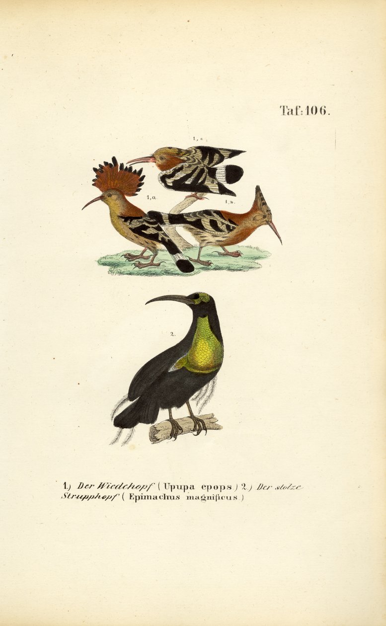 Wiedehopf und Prachtparadiesvogel von J. W. Tenhaeff
