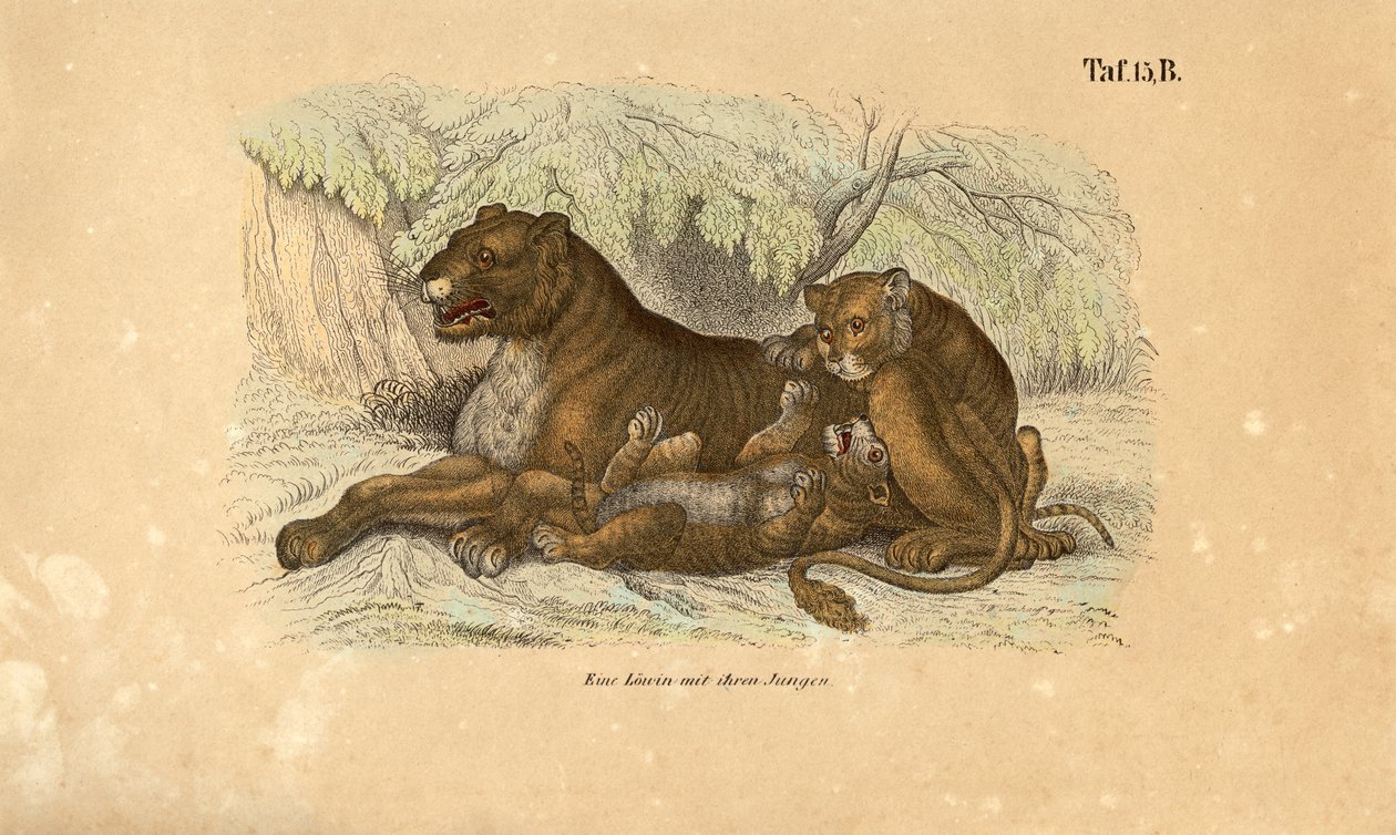 Löwin mit ihren Jungen von J. W. Tenhaeff