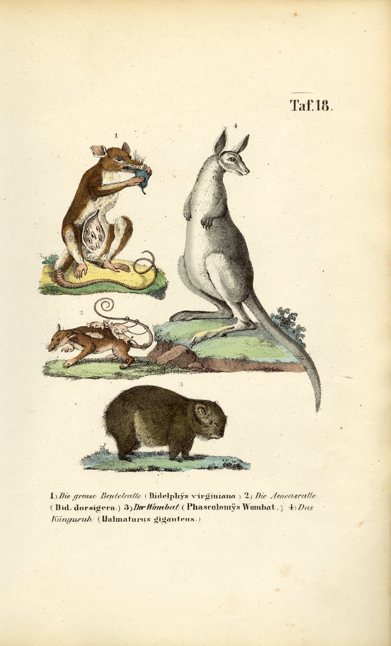 Beuteltiere aus Amerika und Australien von J. W. Tenhaeff